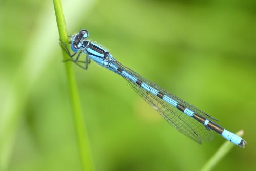 Réf. 182 265 : Enallagma cyathigerum